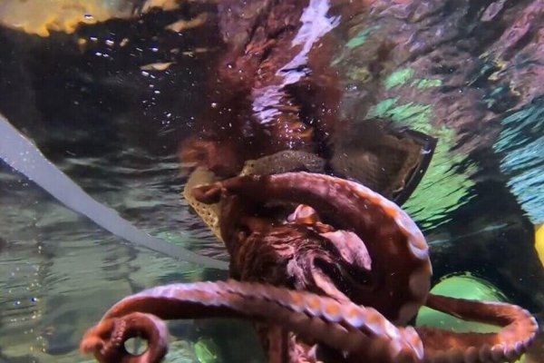 Kraken сайт магазин