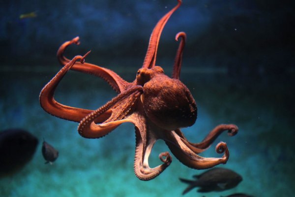 Kraken 12g