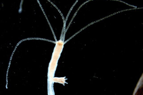 Kraken 5 at